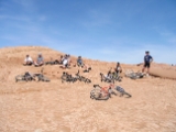 111-1183 IMG